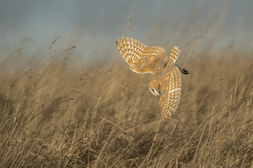 GM Barn Owl Hunting Barrie Glover