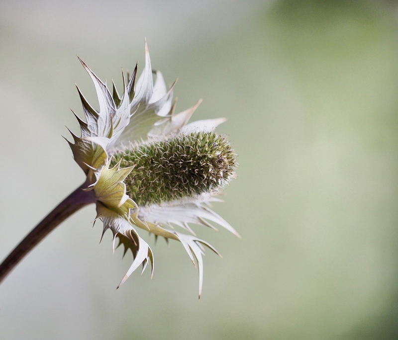 Karen Gibbon Macro 3