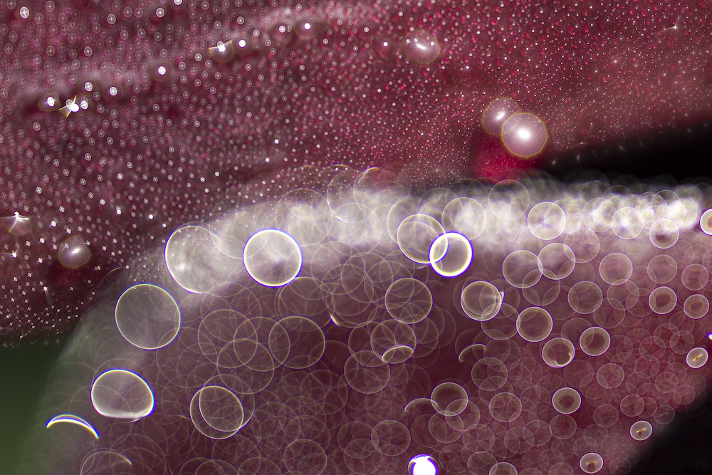 ABSTRACT Sarah Smith