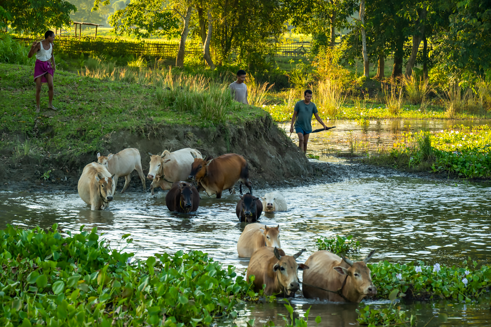 Bringing Home The Cattle, Majuli, Assam, India  by Jo Court 