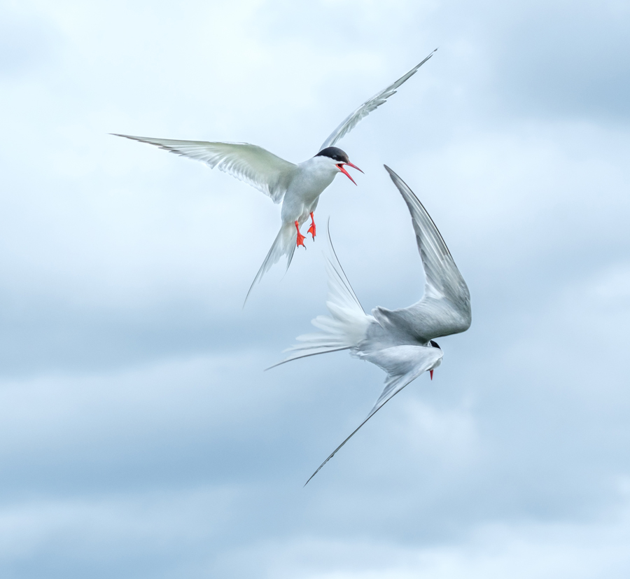 Arctic Terns