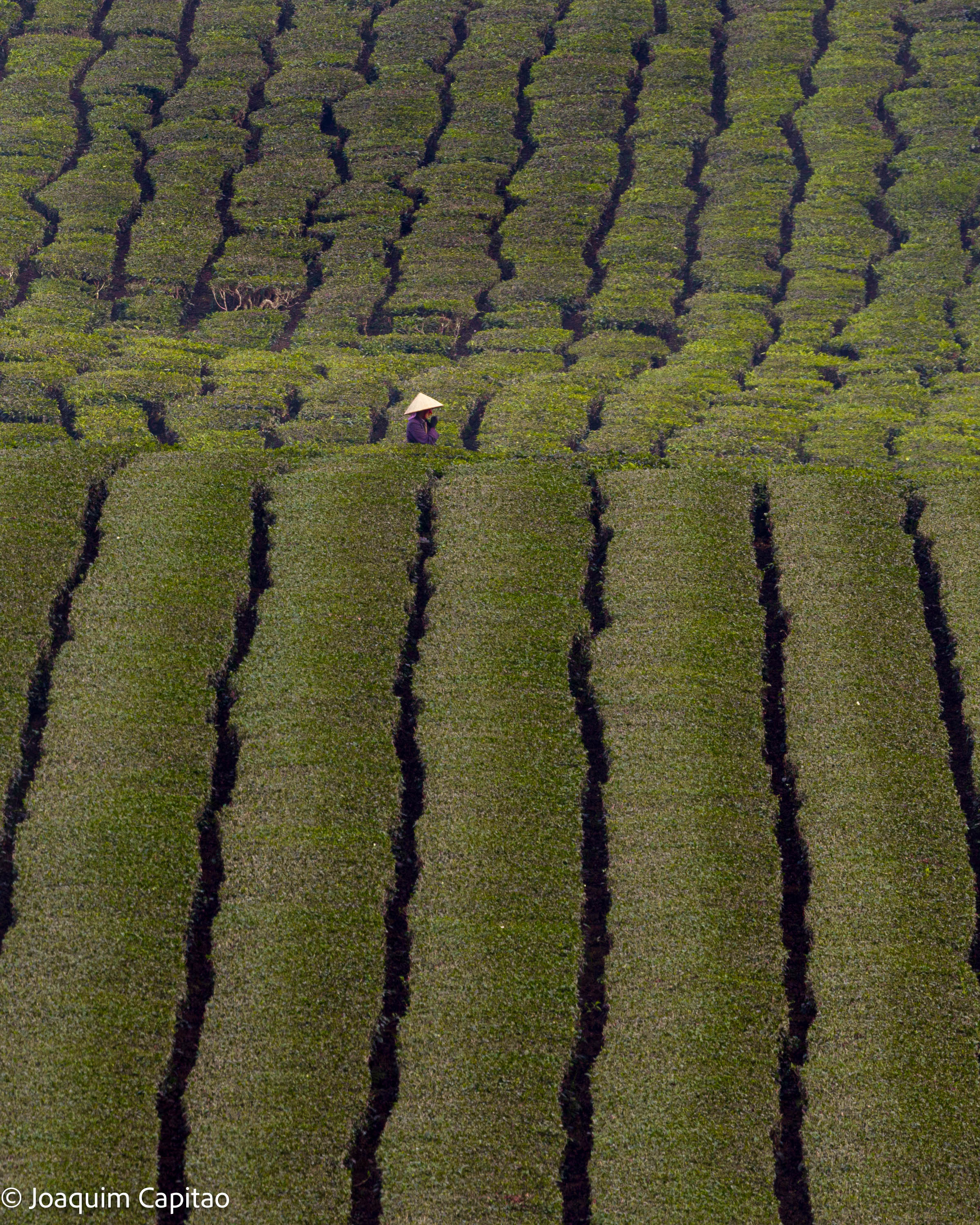 Joaquim Capitao Working On Your Tea