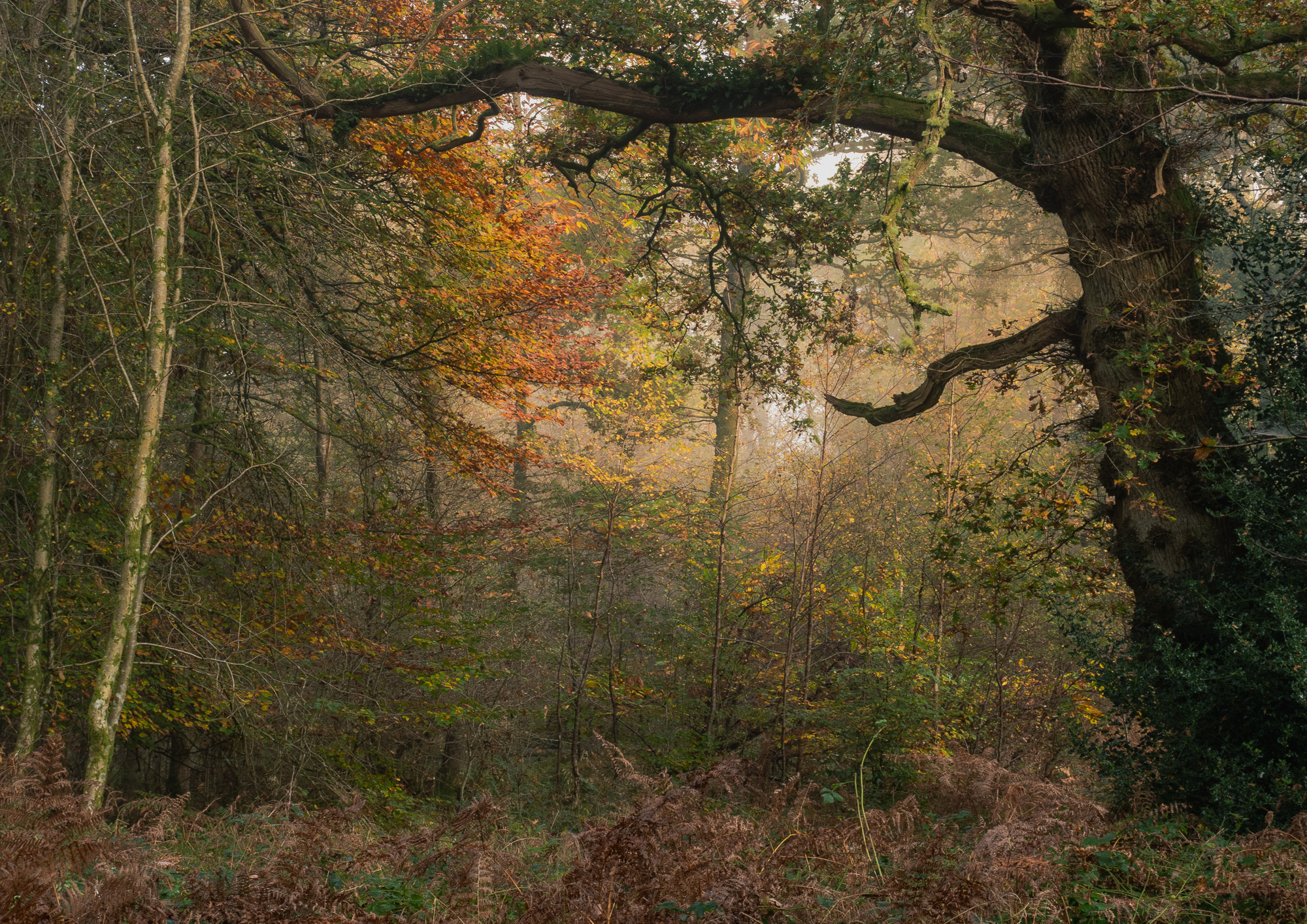 Savernake Misty Morning Steve Hartley LRPS