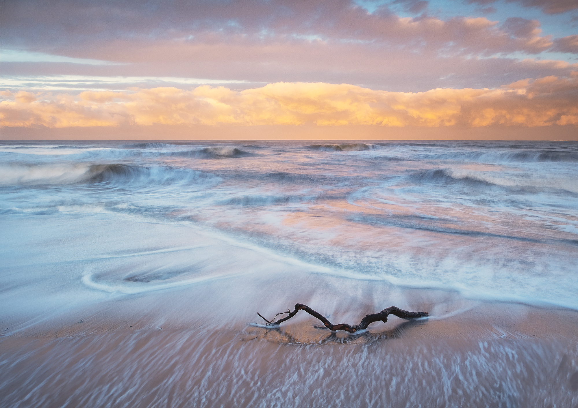 Branch Lines Alison Taylor ARPS