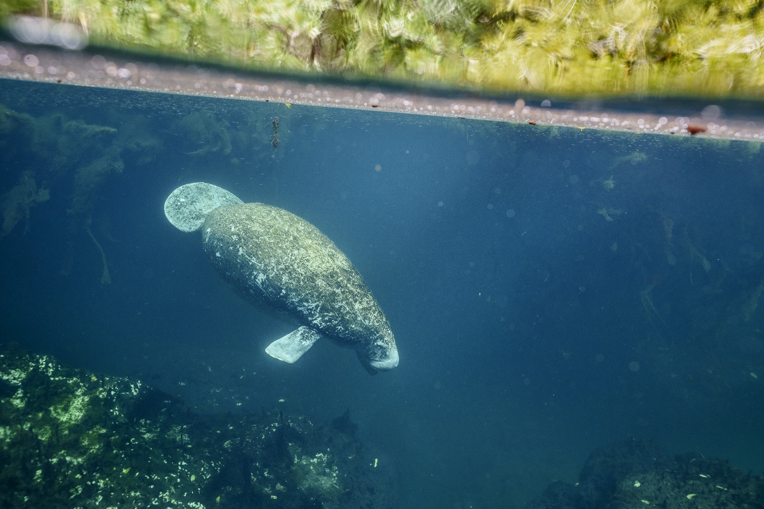 2021 Manateehabitat MX Sonya7r Card1 DSC5211