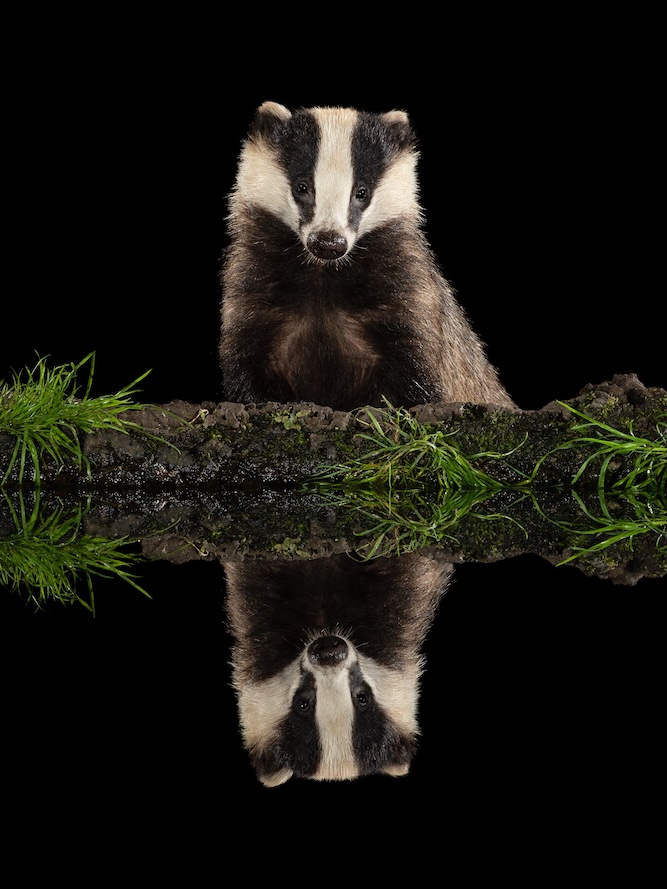 ‘Badger’ By Luke Parkinson LRPS