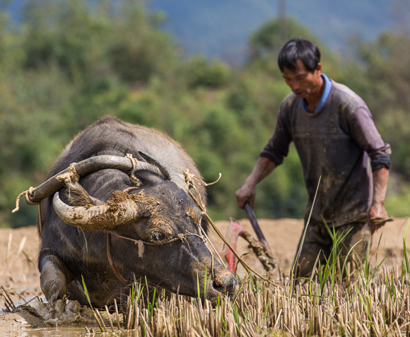 Buffalo Poughing