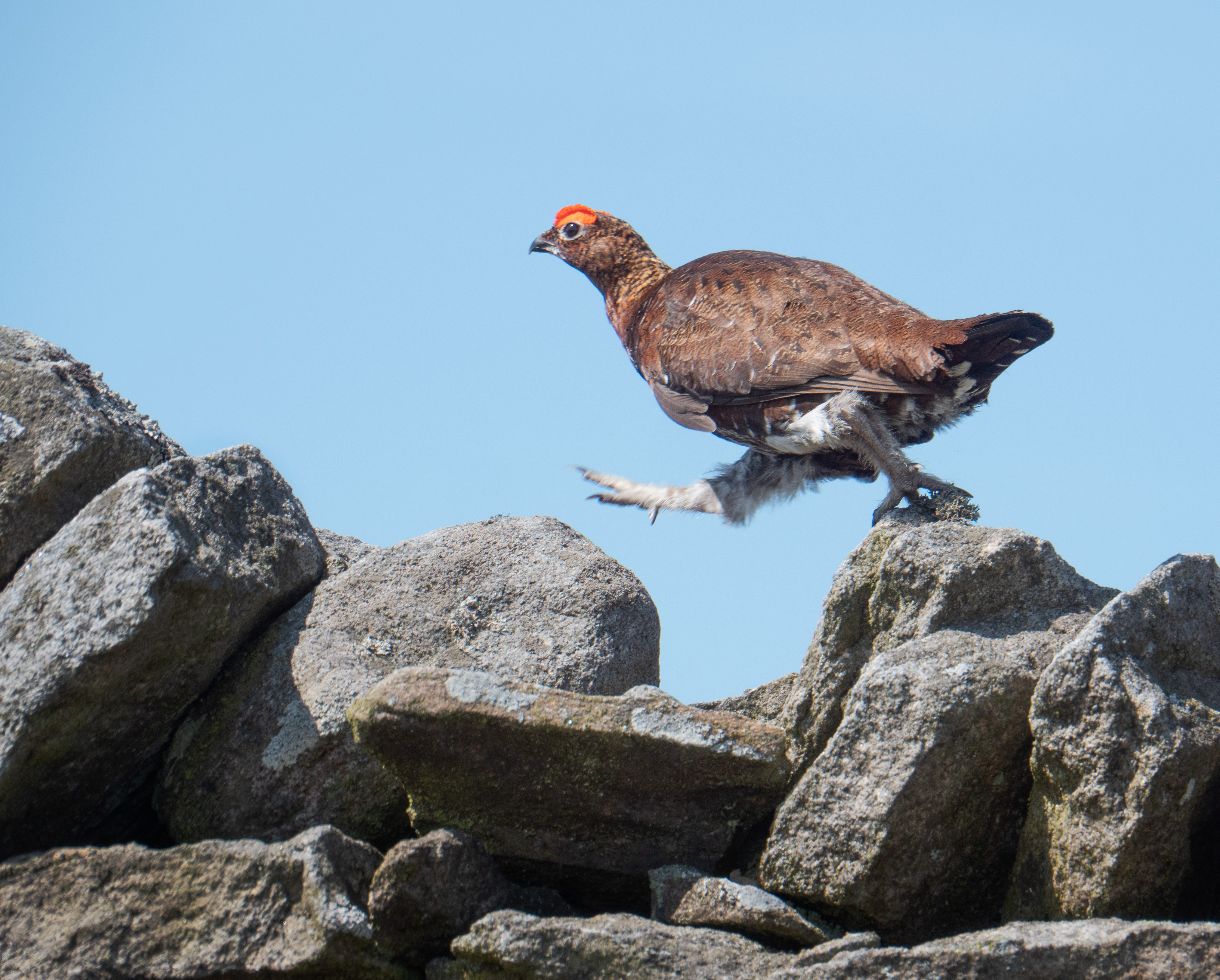 Peter J Farmer The Not So Famous Grouse