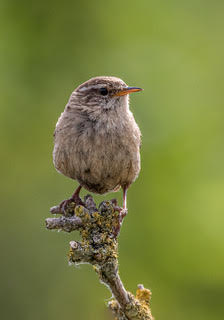 Wren By Steve Parrish