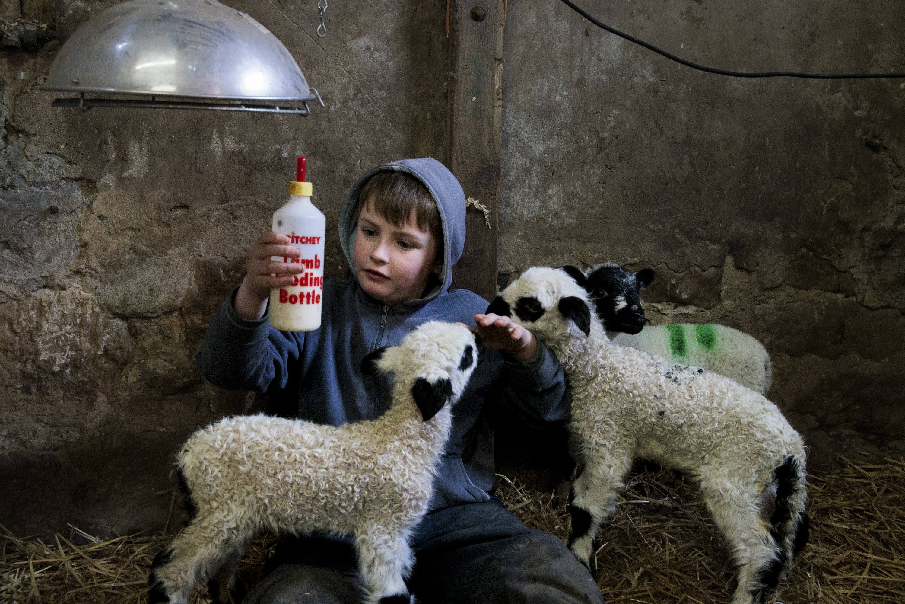Fields Folds & Farming Life Images © Valerie Mather 5018