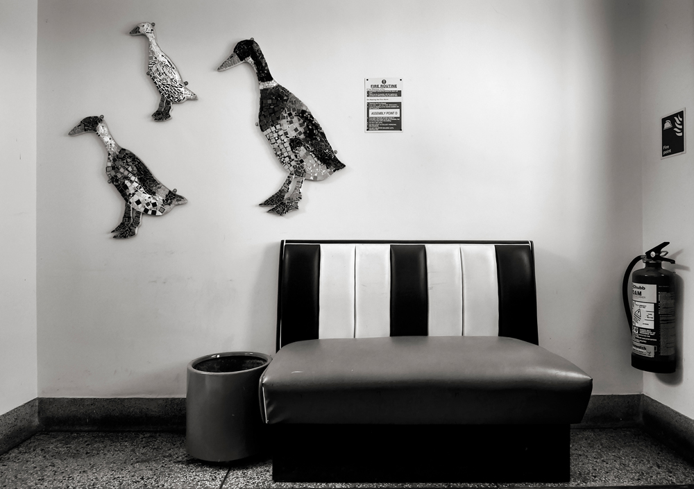 Hannah's Ducks Leave Home