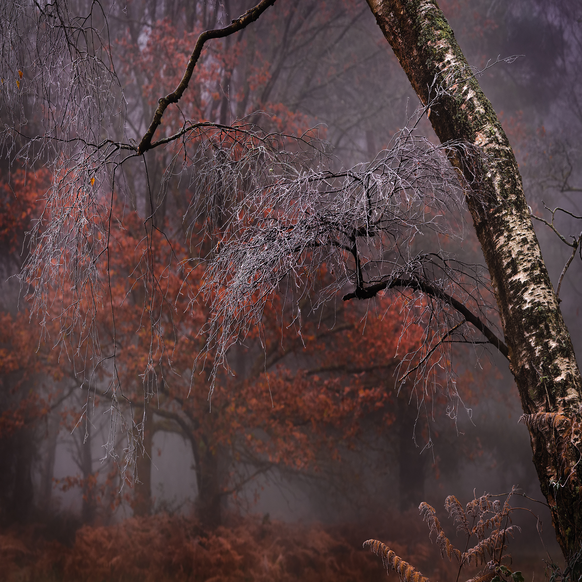 3Rd Place Icy Fingers By Peter Stott ARPS