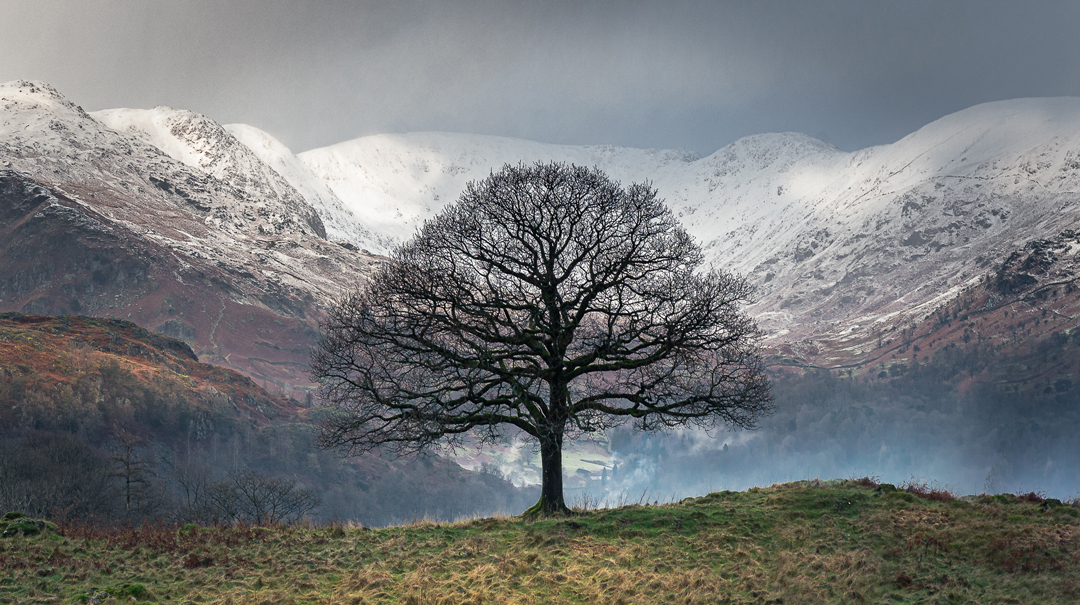 An Oak And The Fairfield Horseshoe By Chris Burgess