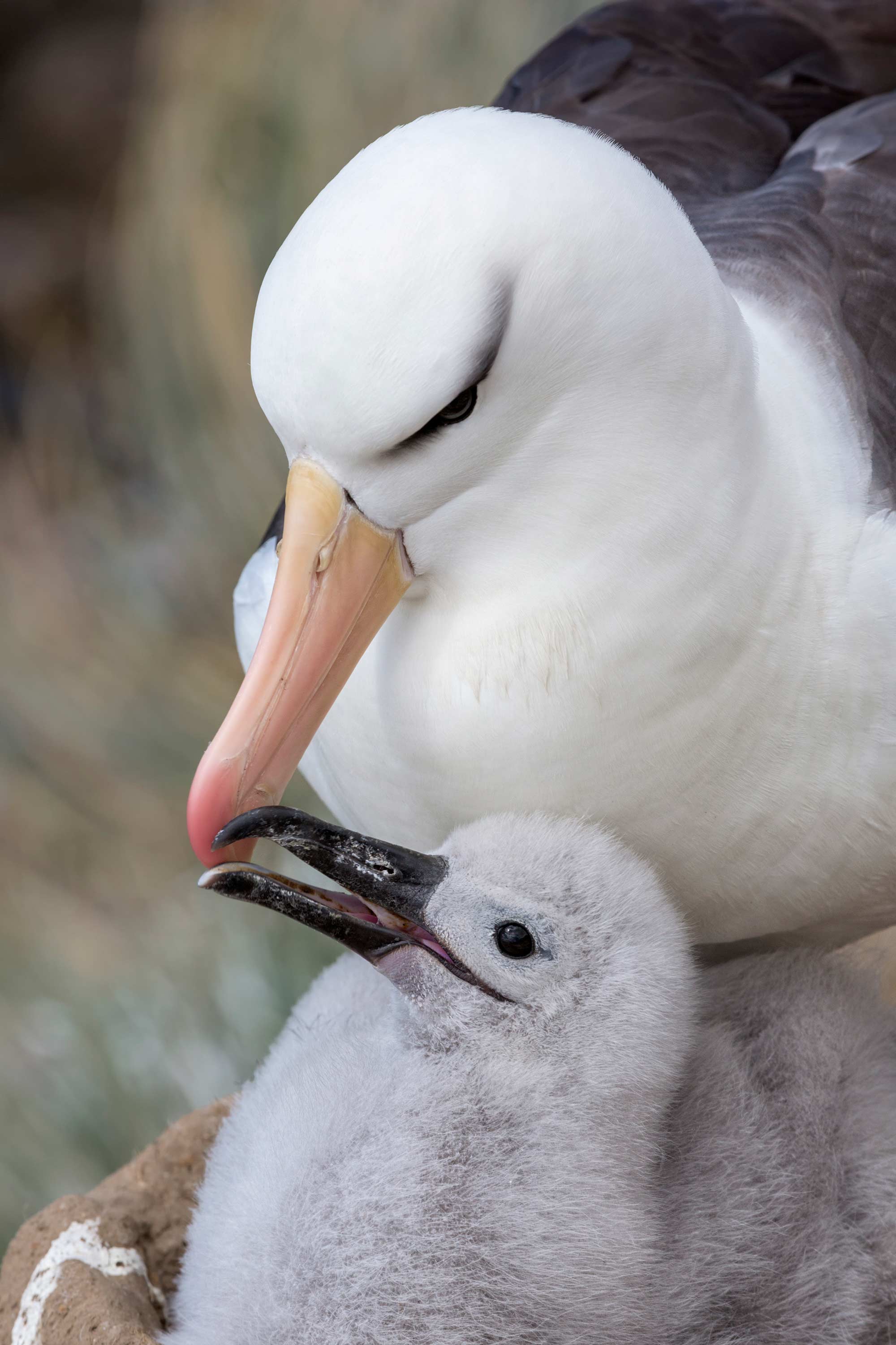 Black Browed Albatross and chick
