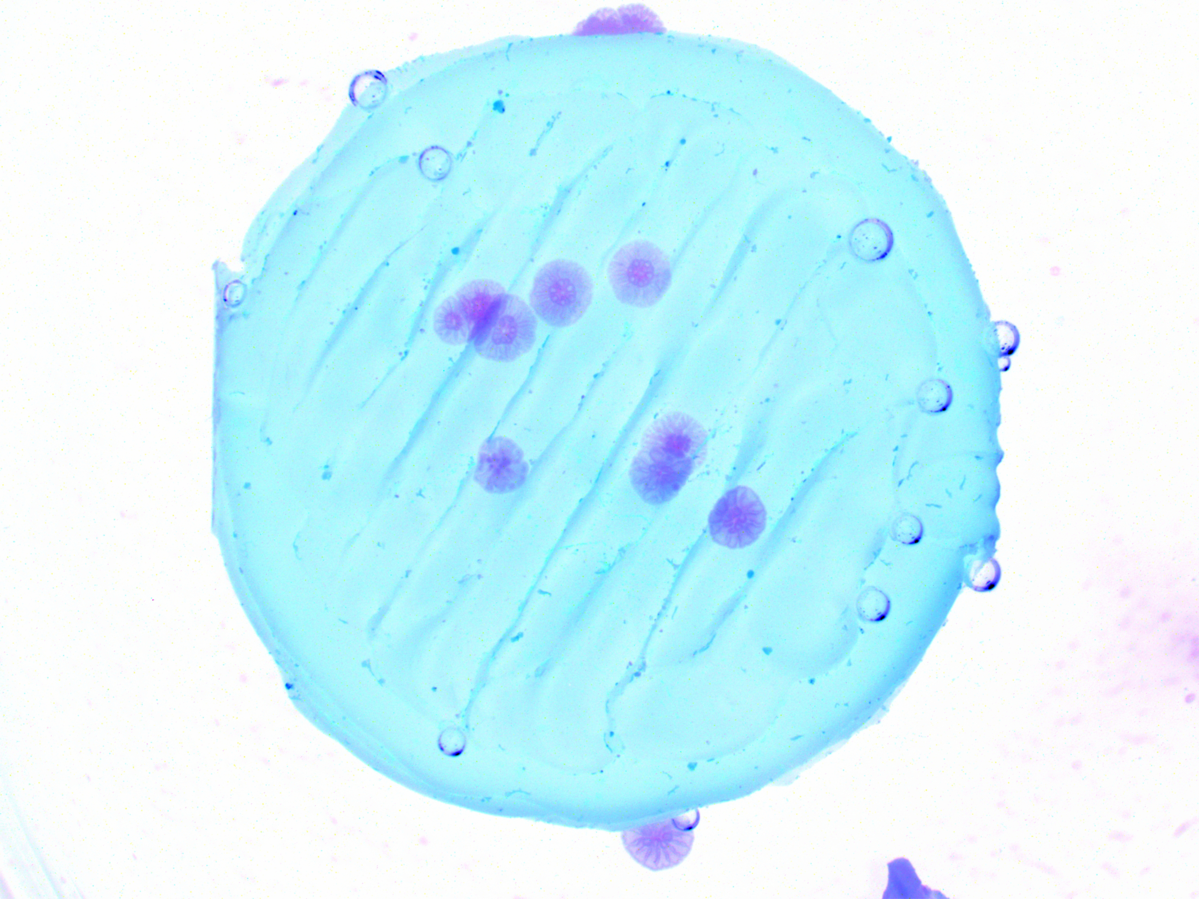 Acropora Tenuis Coral Settlers On 3D Printed Polylactic Acid By Lisa Roepke