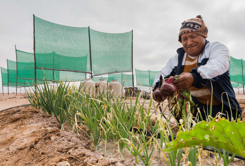 1419 Fog Catcher By David Martin Huamani Bedoya