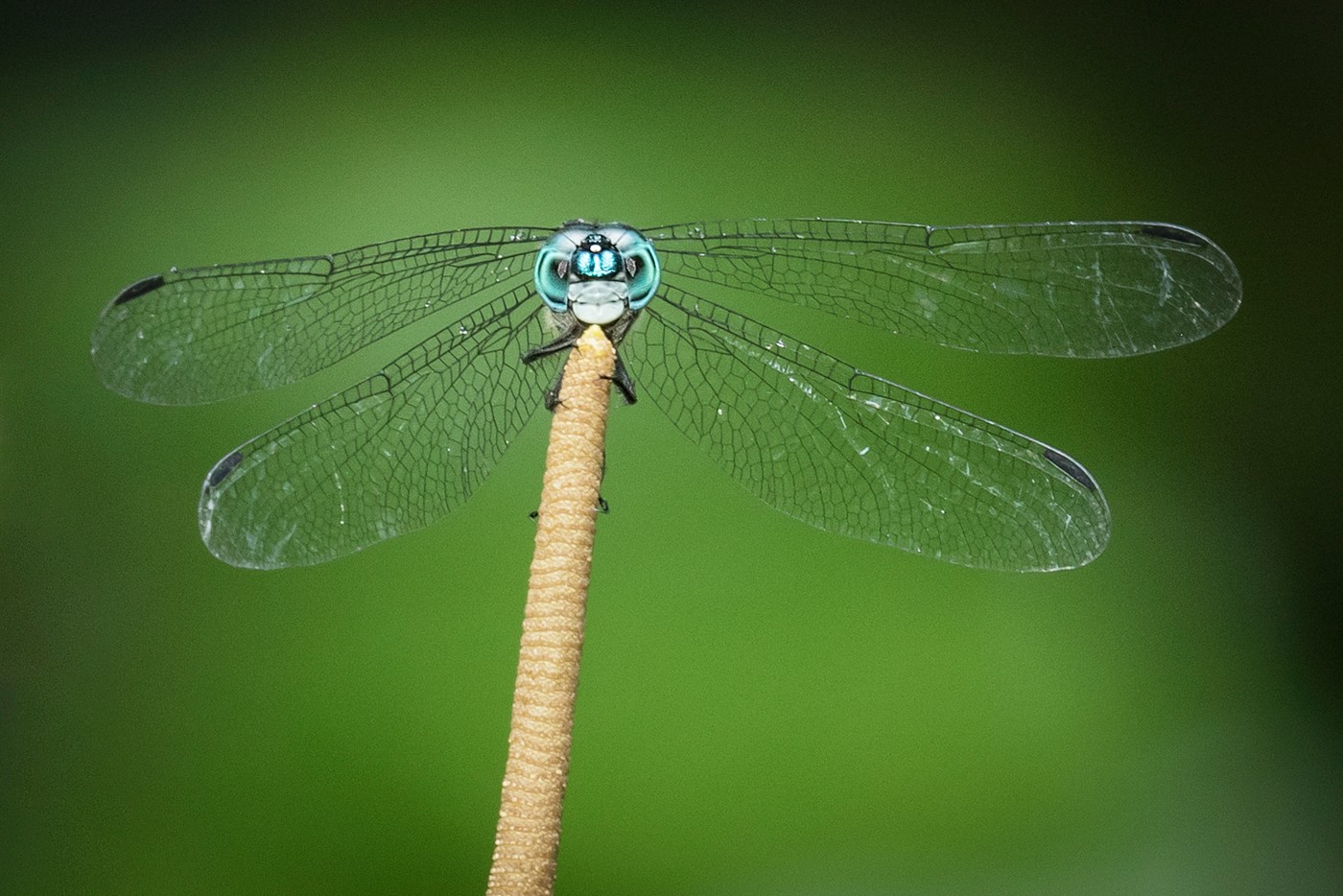 13. Blue Dasher