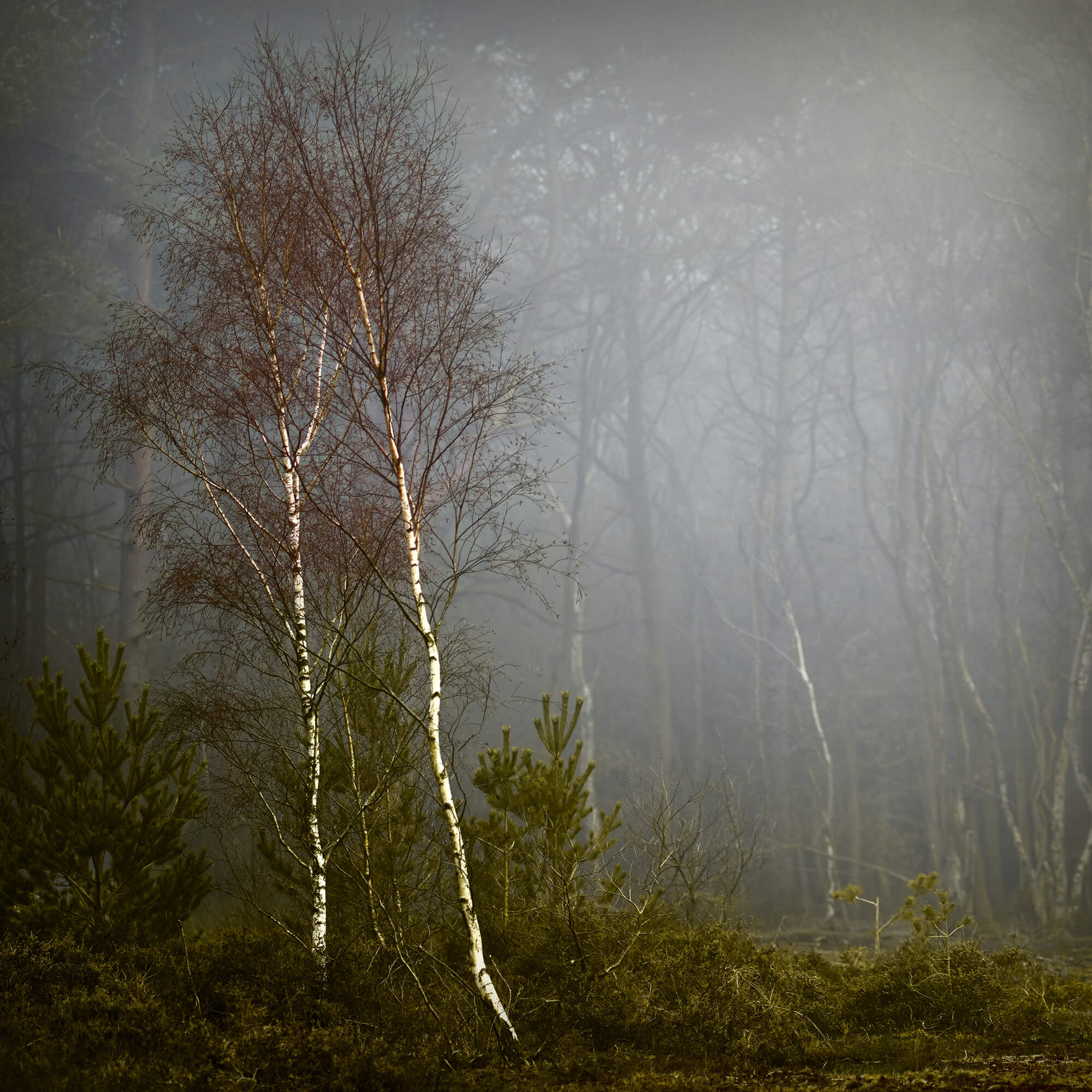3. 'The Trees Of Stoke Common' From The Successful Landscape Associate Submission By Andy Smith ARPS