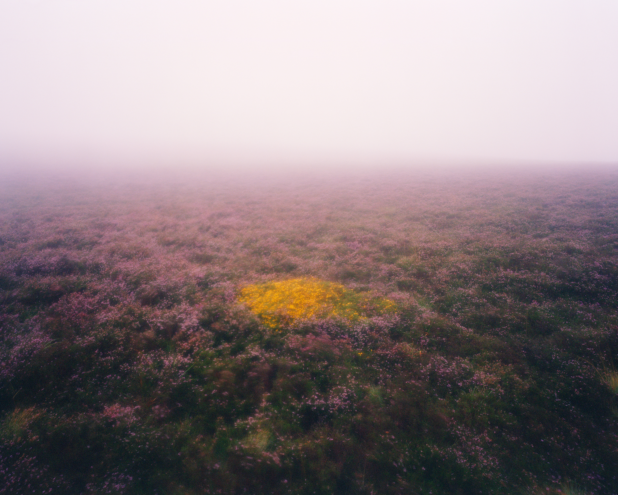 White_Nicholas_Heather and Gorse on Hameldown, Dartmoor National Park