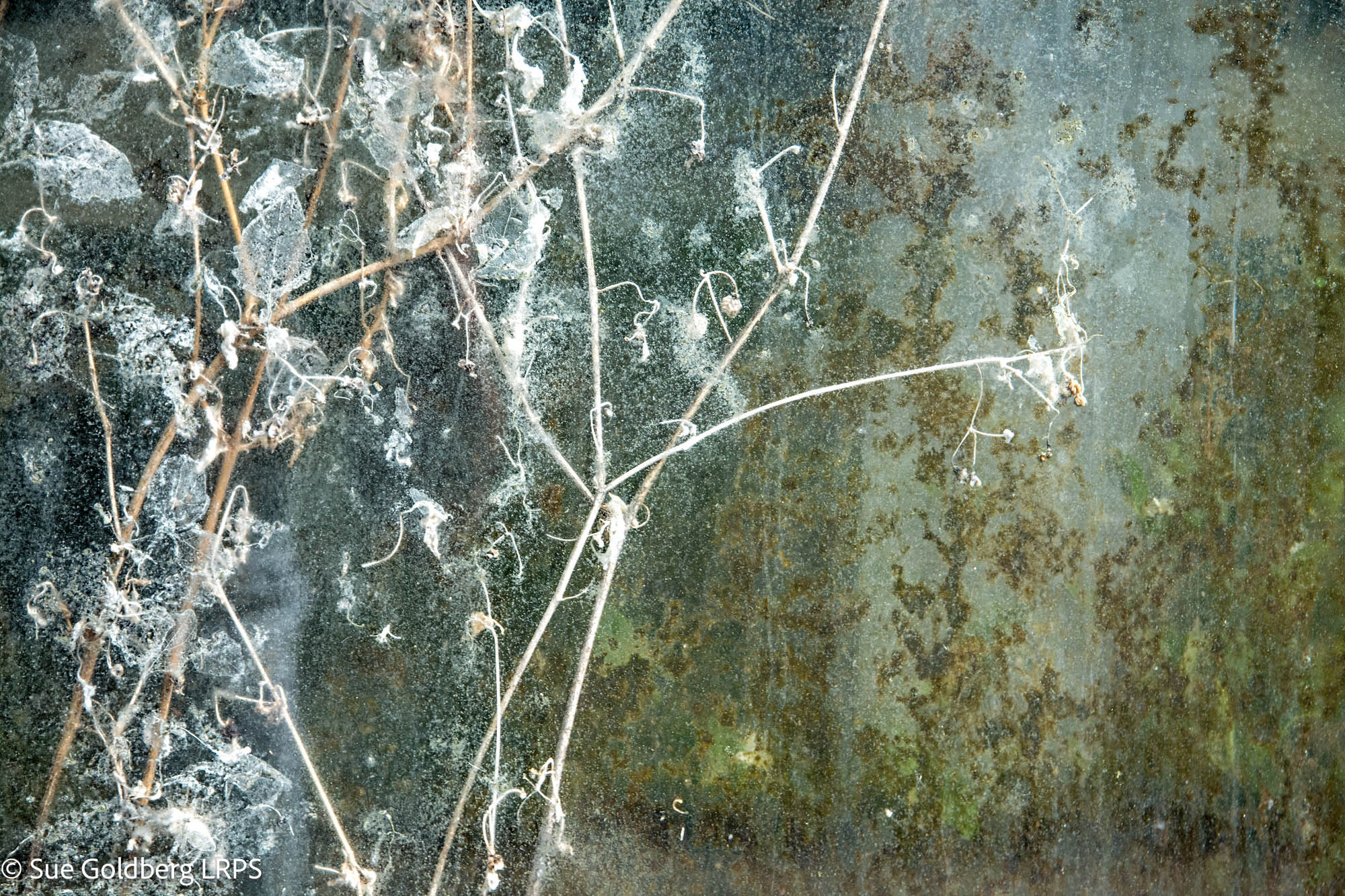 NL Sue Goldberg LRPS 03 Delicate