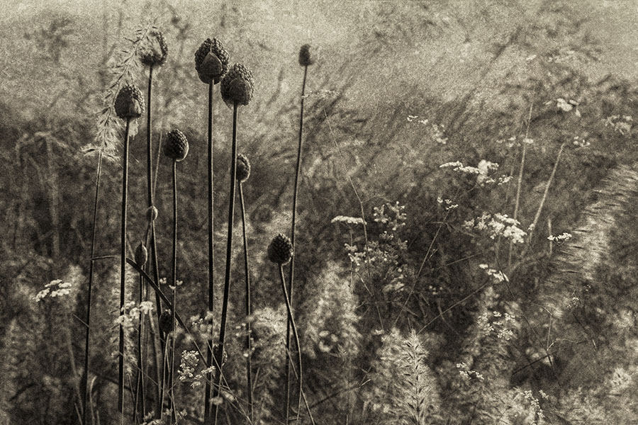 Louise Sayers ARPS 1
