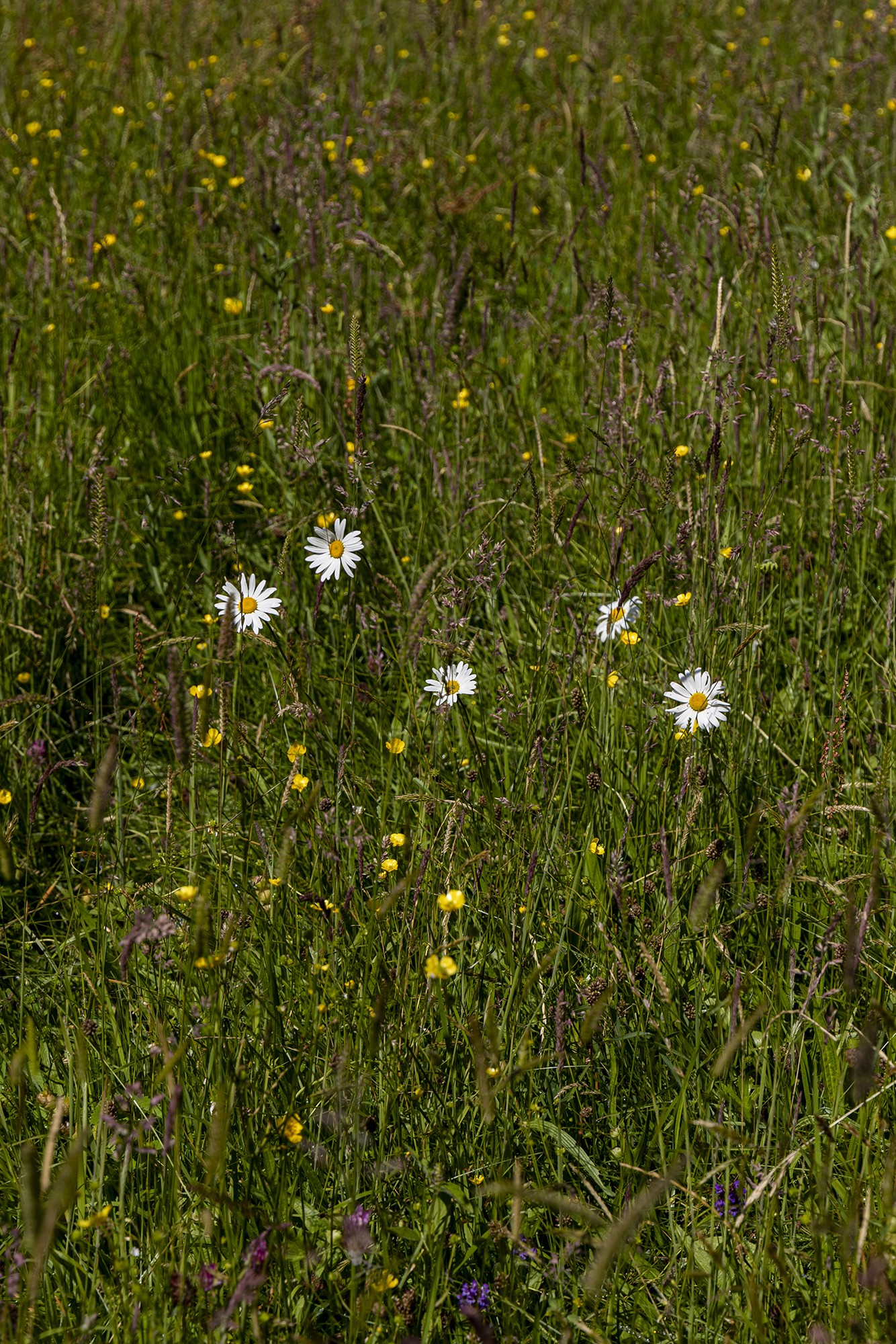 5578607 Evelynne Rogers Bowber Head Wild Flowers