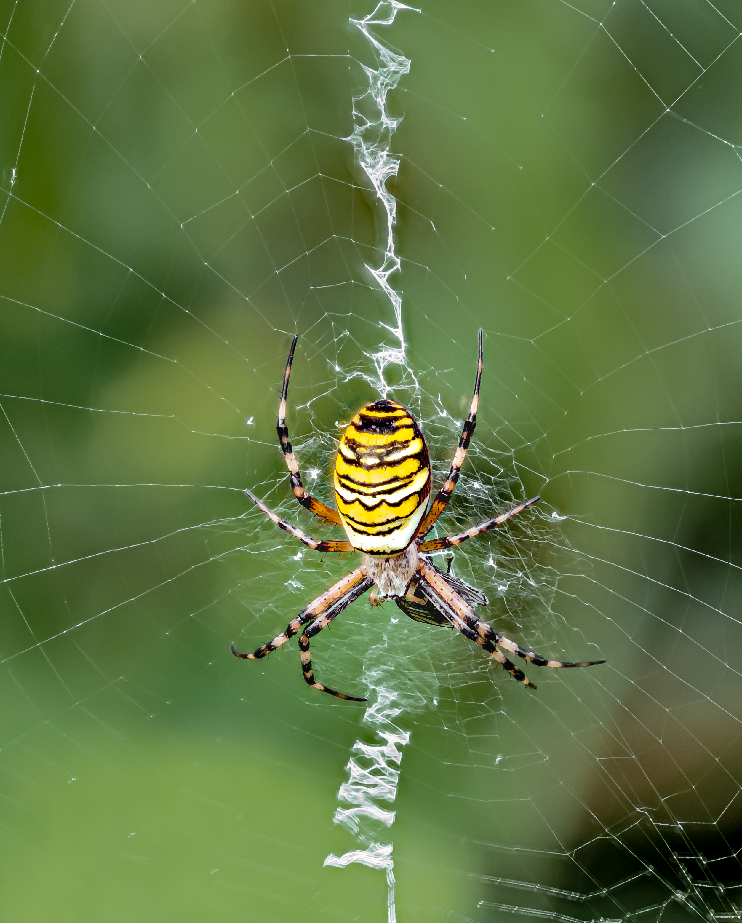 Wasp Spider