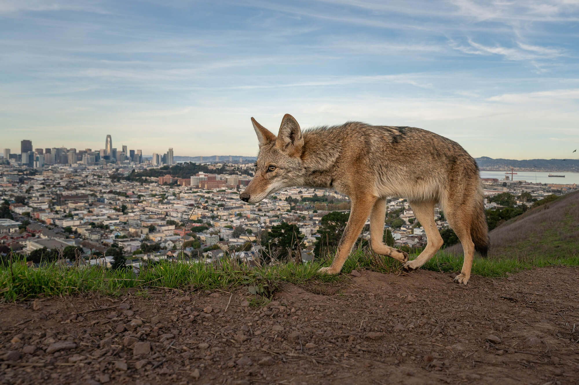 © Loren Elliott 2