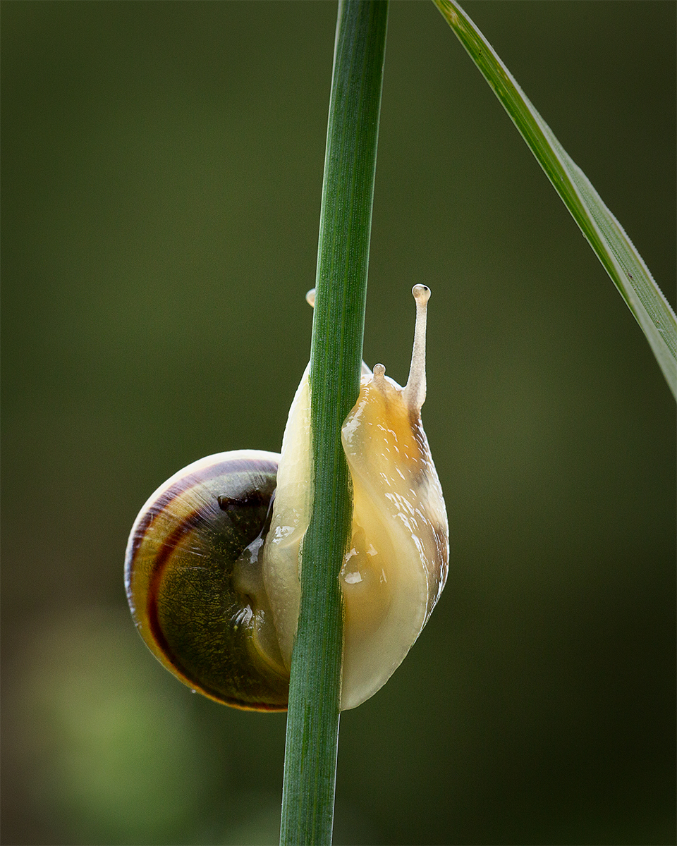 Brown Lipped Snail