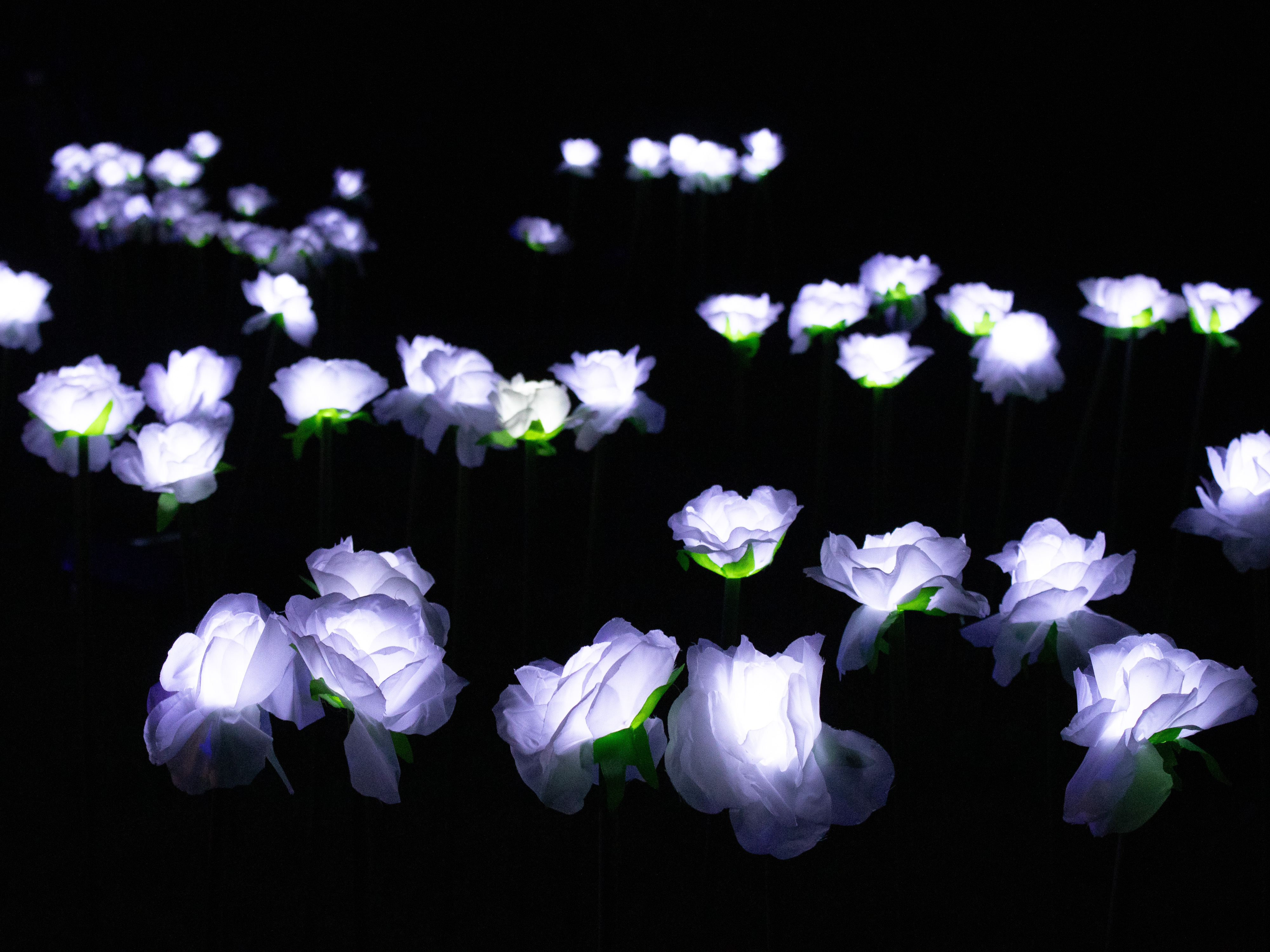 White Roses by Graeme Bissett