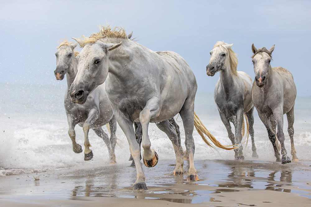 Salvador's Horse 01, Camargue, France by 