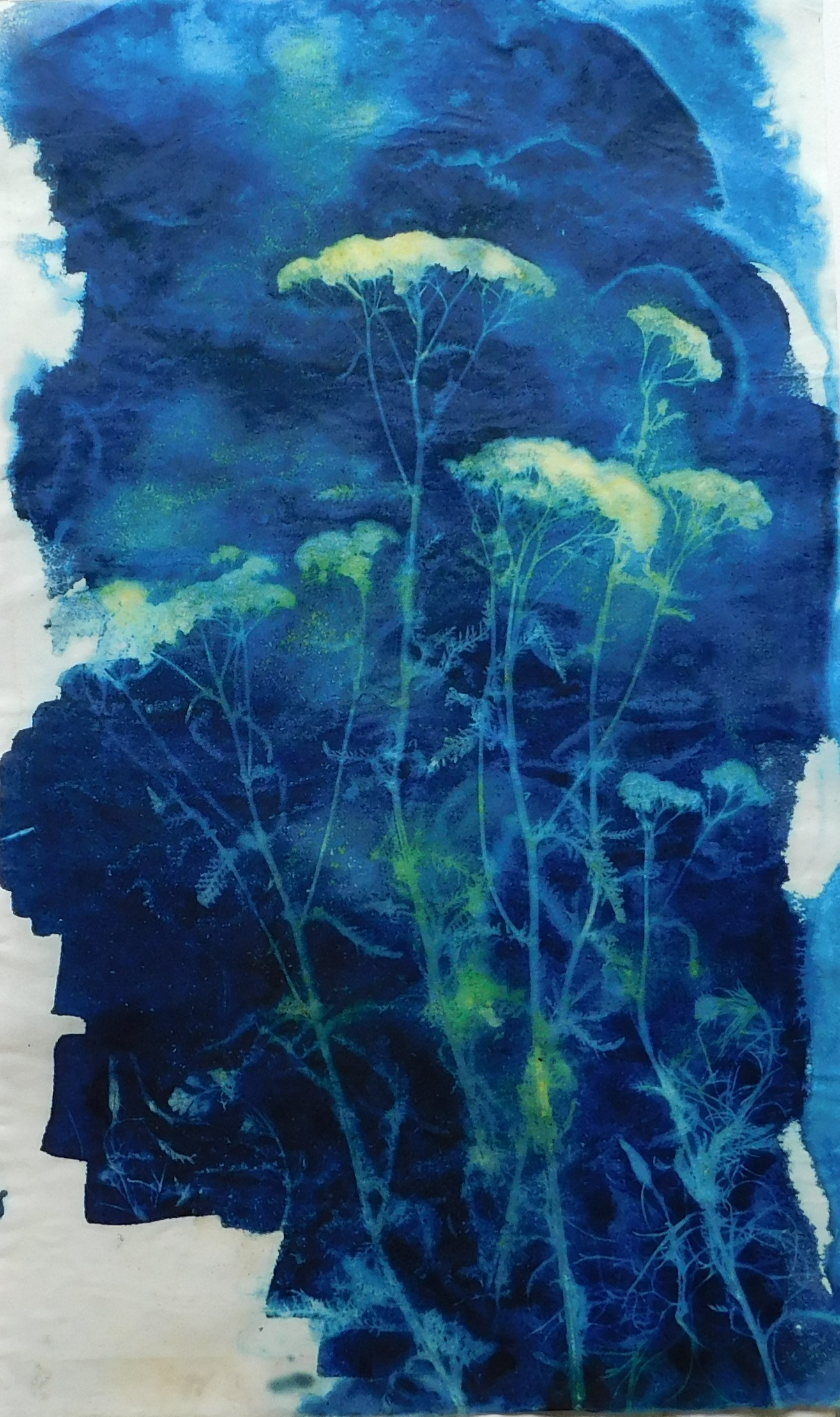 30 X 50 VEGETAL 4 Pro