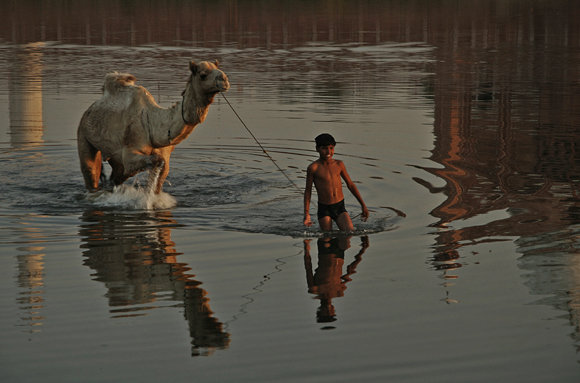 INDIAN BOY AND HIS CAMEL By Barbara Fleming ARPS