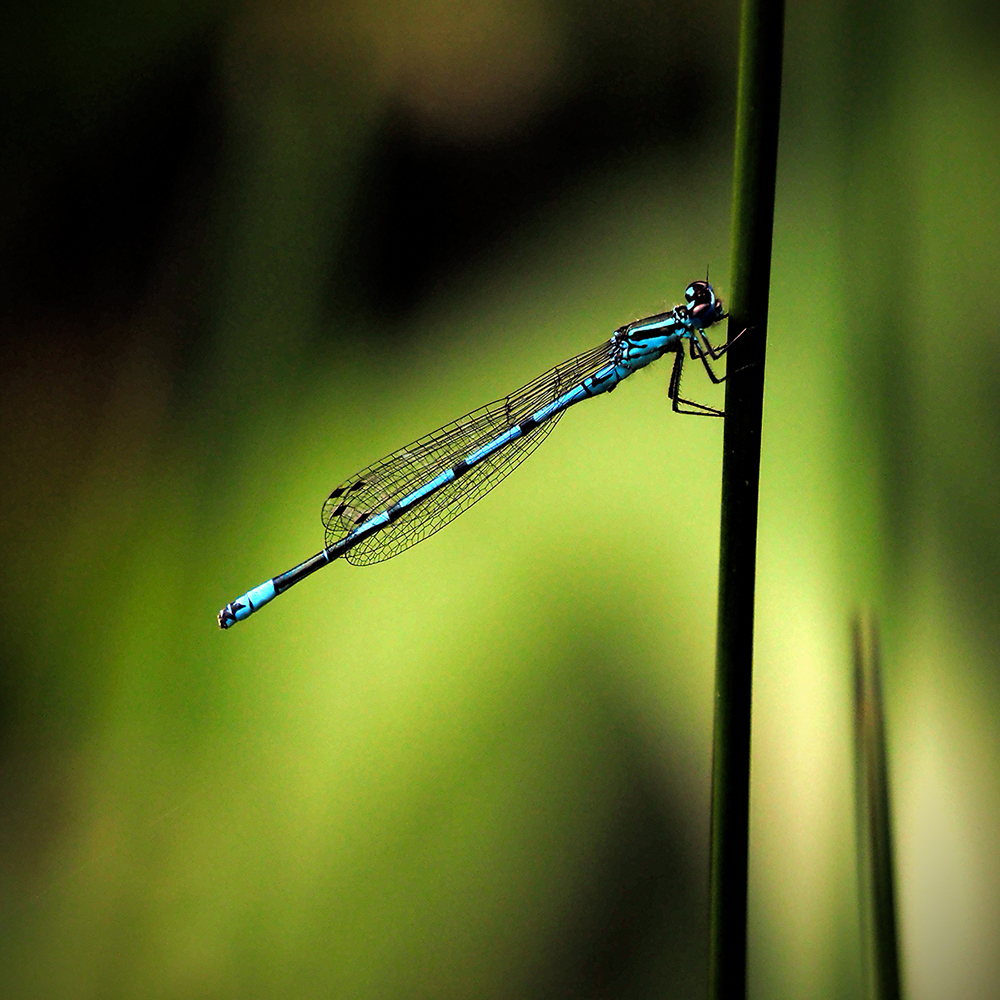 Common Blue Damsel Fly Ken Holland