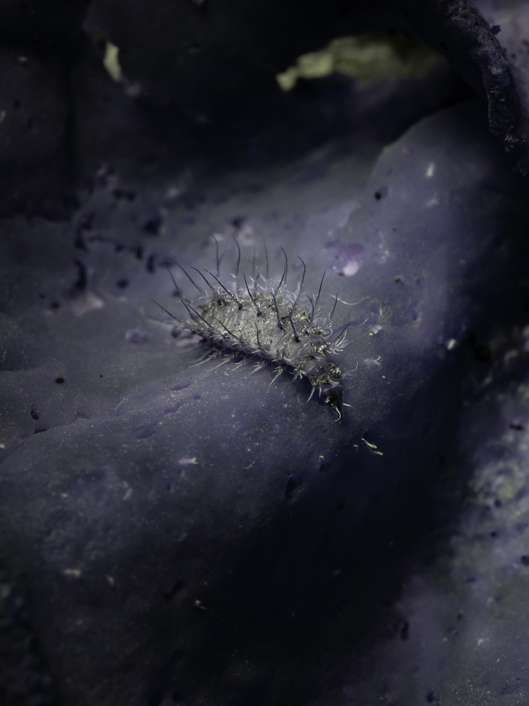 Nika Sandler Mycophilia 02