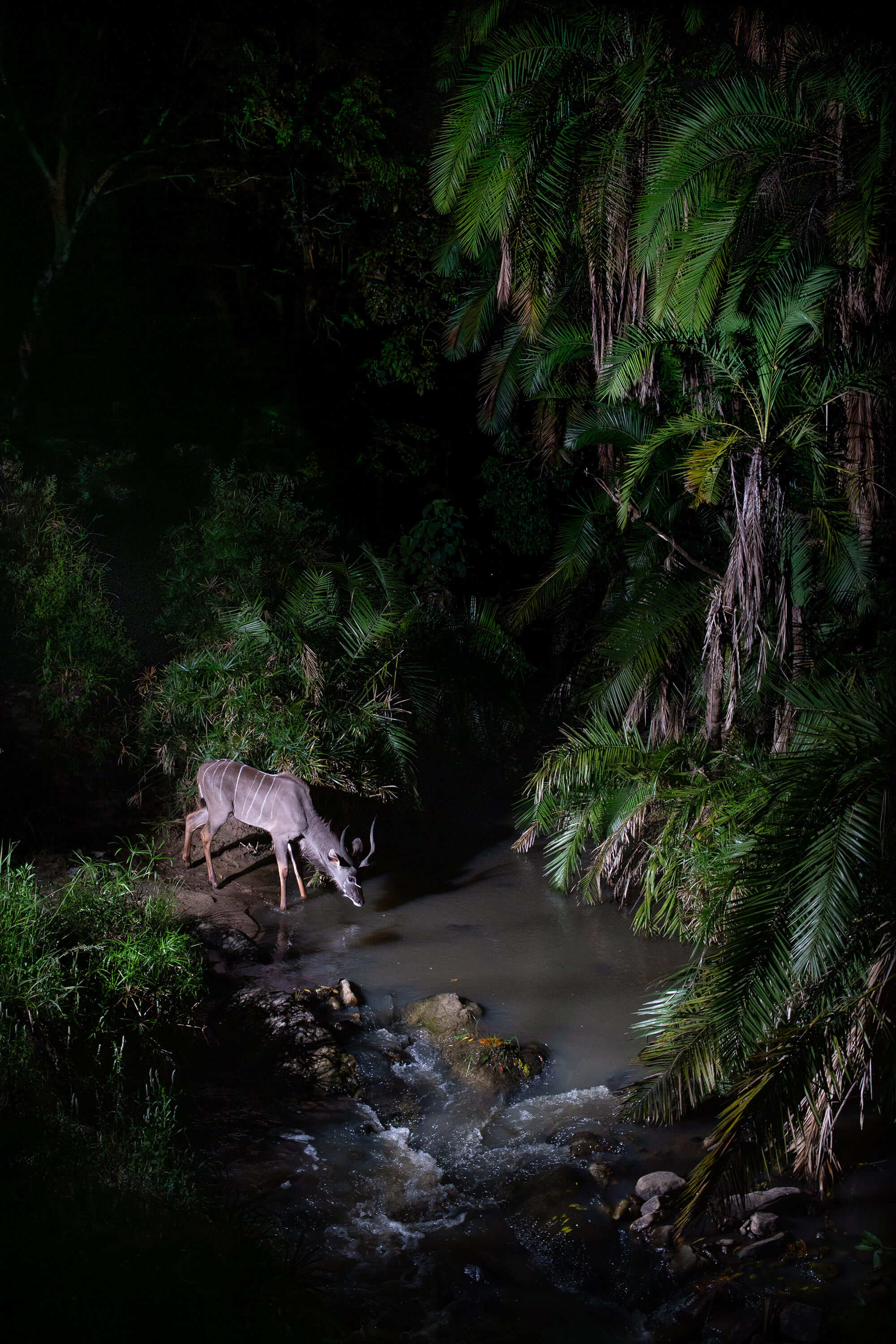 5. Kudu