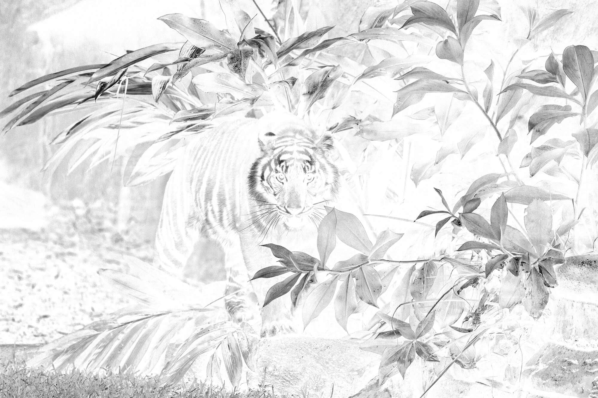 'Tiger' From The Series Afterimages By Itmar Freed