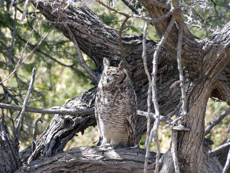 Etosha Owl