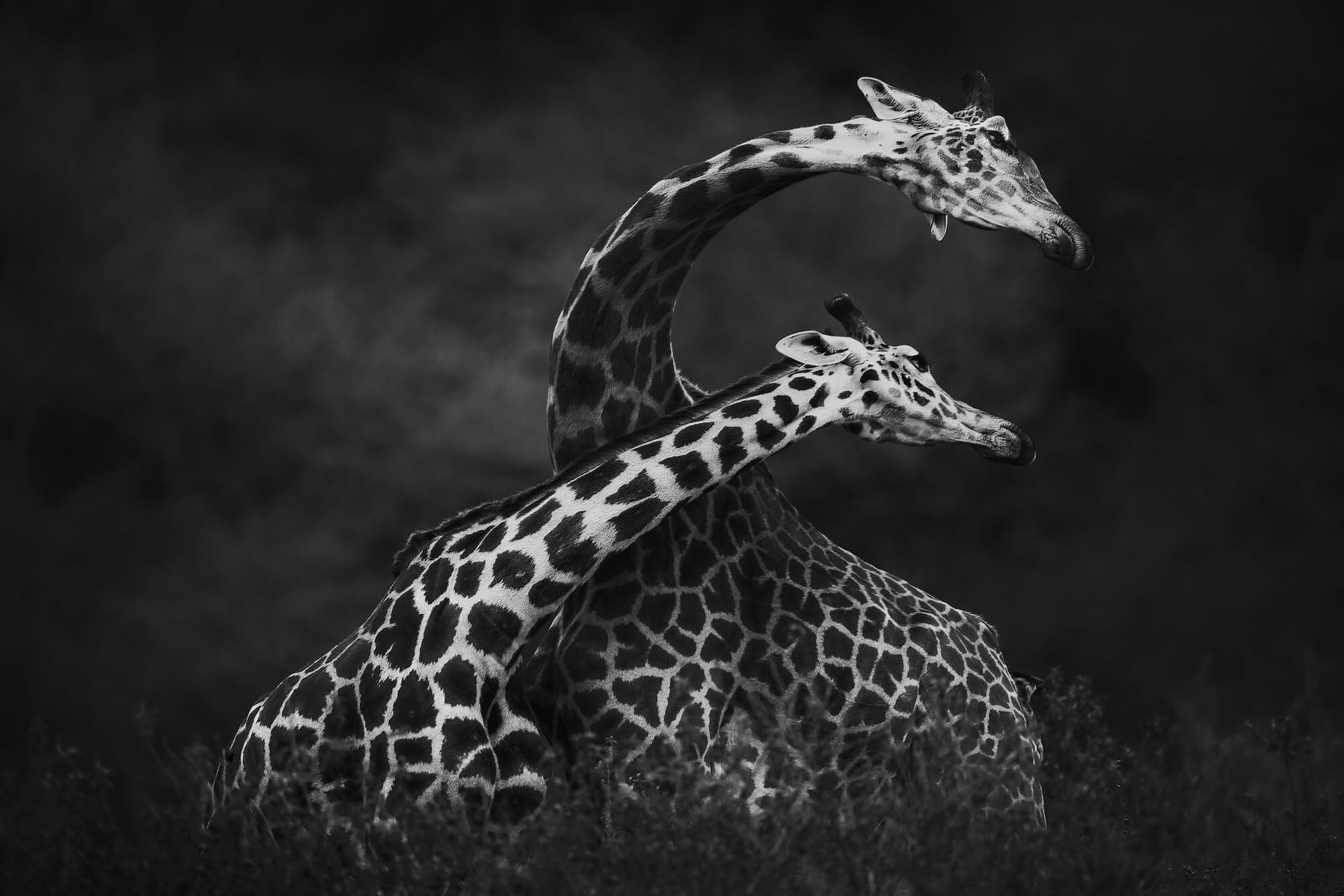 Vicki Jauron Giraffes Can Dance