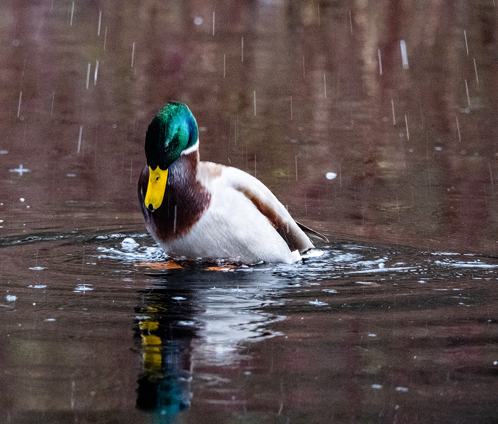 Raindrops Keep Falling On My Head