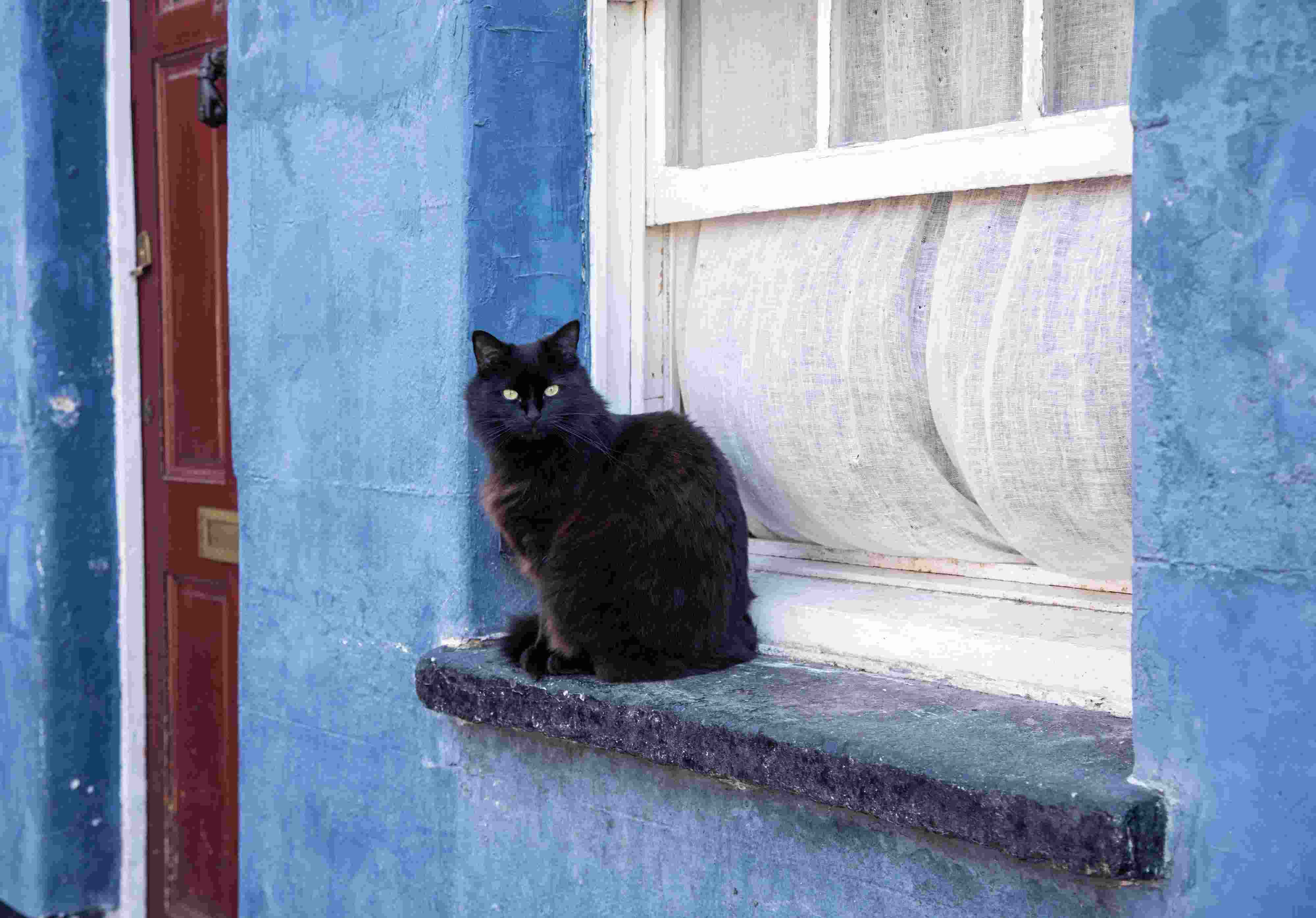 Black Cat Against Blue Wall 150Kb