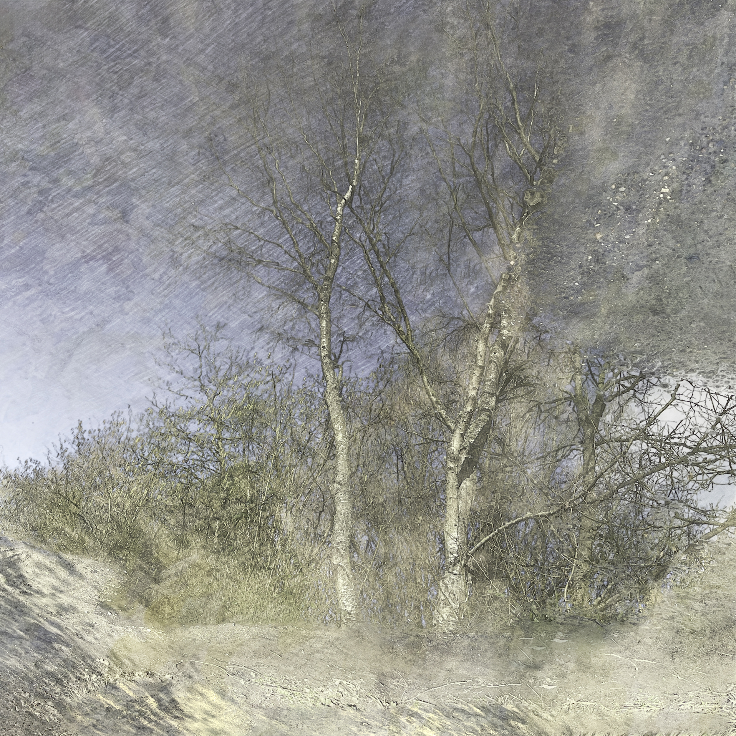 Winter Tree Reflection