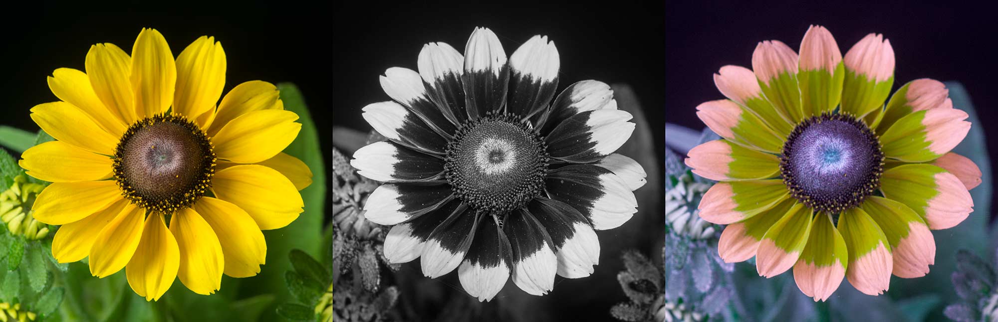 6. Rudbeckia Visible, UV And Bee Vision