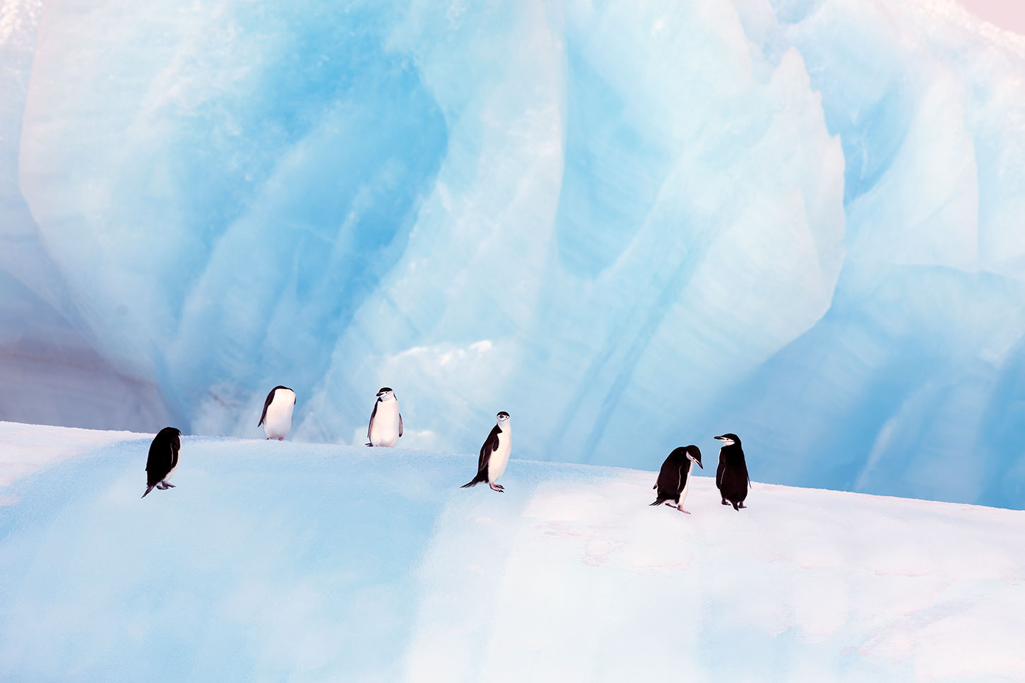 Point Wild Elephant Island, Antarctica 15