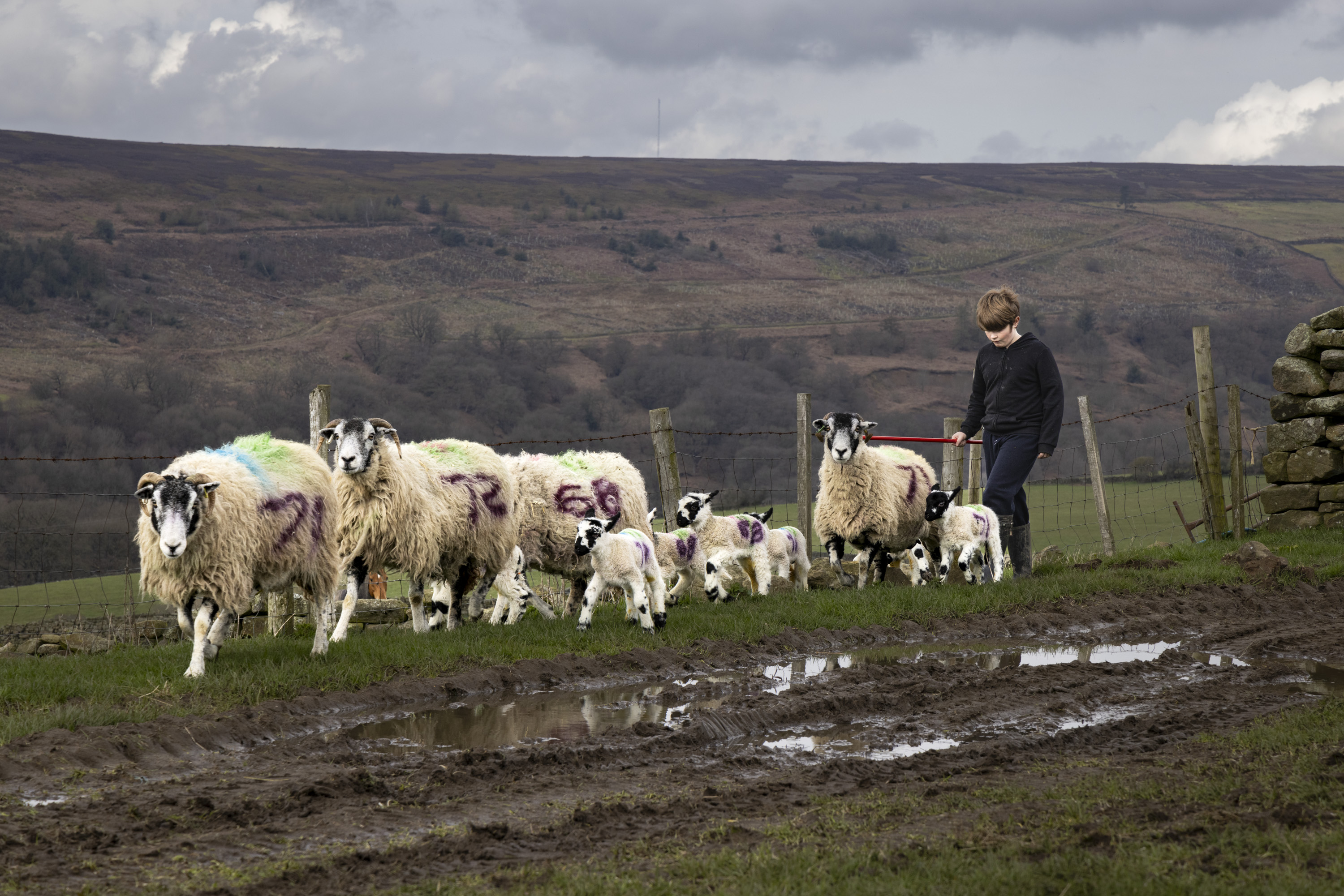 MAIN Fields Folds & Farming Life Images © Valerie Mather 2988