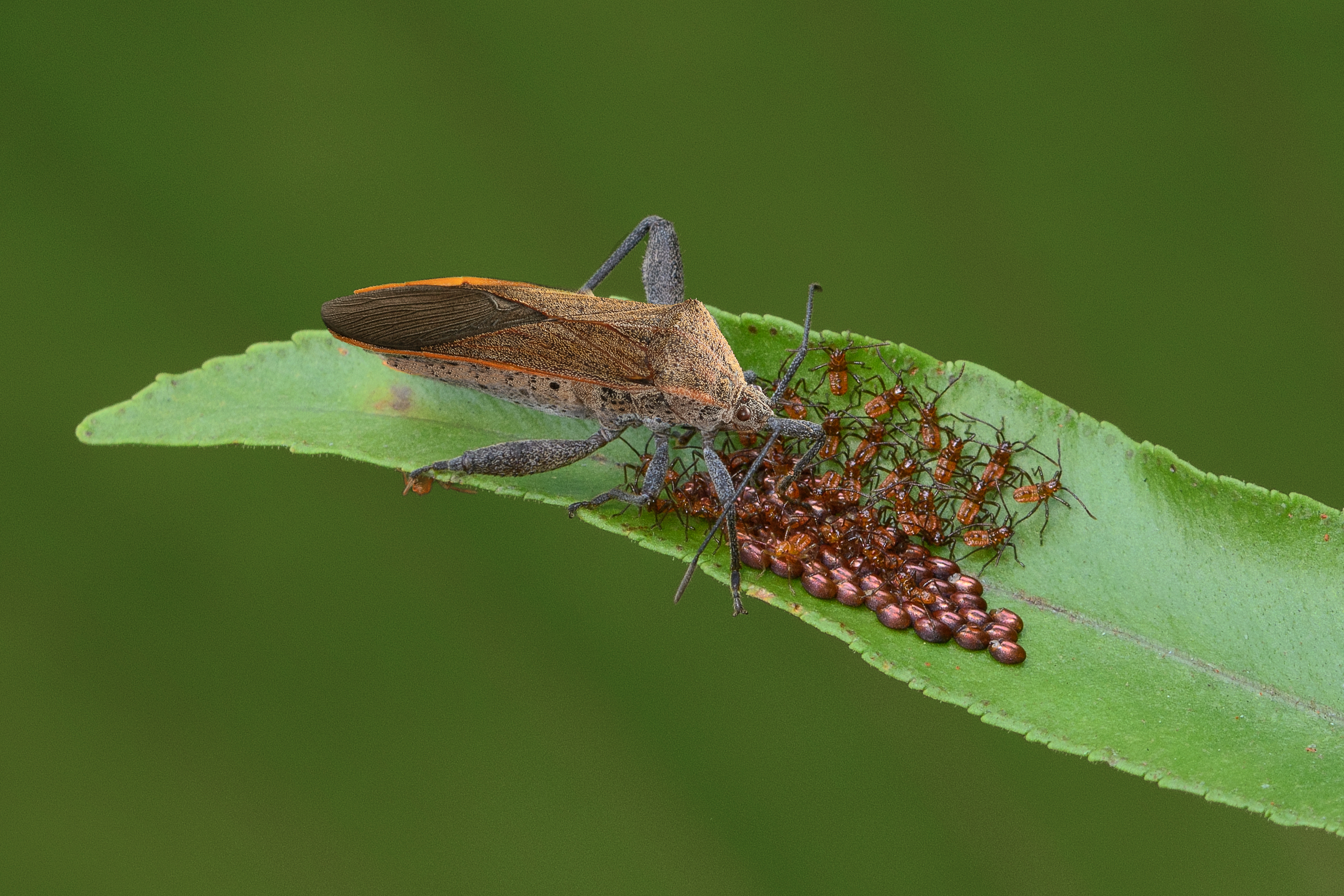 3044126 32 Shortlisted Sweetpotato Bug By Thin Thin Tun