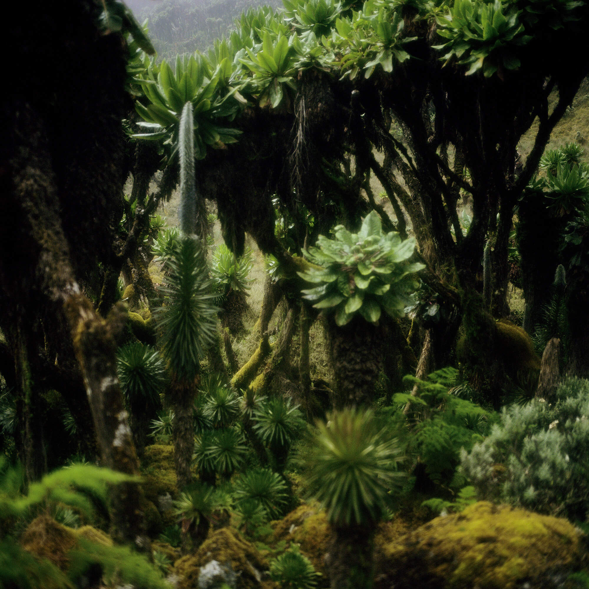 2. 'Bujuku, 2009' By Darren Almond