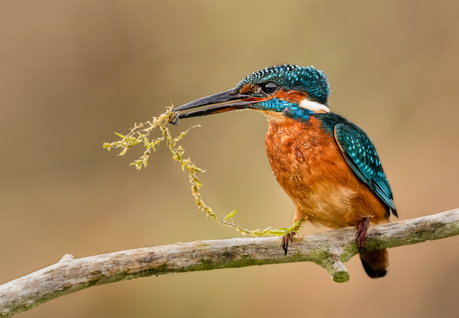 Kingfisher