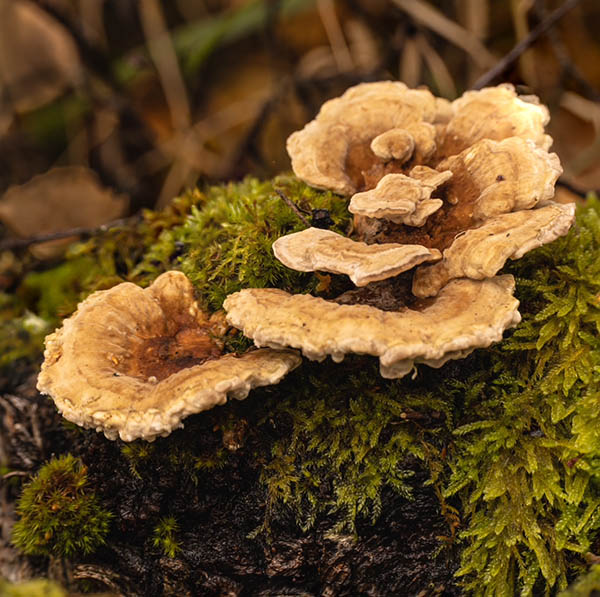 20251025 026A6260 Edit