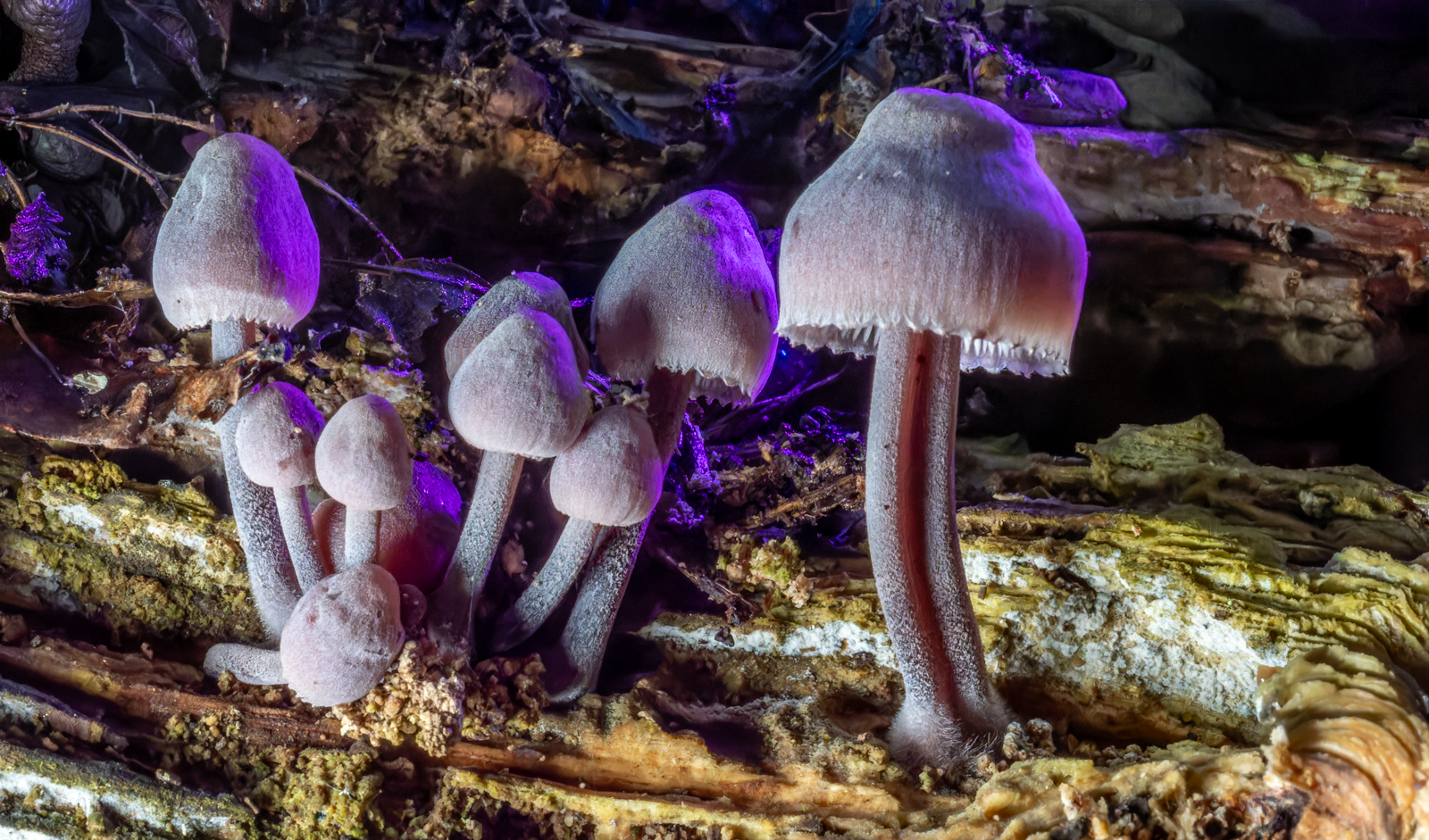 Sandy Slime Moulds 9